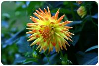 Blumen-und-Pflanzen-(22)~0.jpg