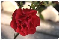 Blumen-und-Pflanzen-(26).jpg