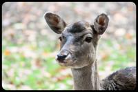 Rehe-und-Hasen-(2).jpg