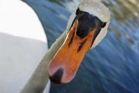 Dateiname=Schwan.jpg
Dateigröße=59KB
Abmessungen: 715x480
hinzugefügt am: 15. April 2009 Schwan.jpg