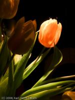 Tulpe.jpg