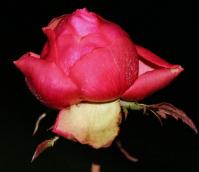 Dateiname=Rose_im_Frost.jpg
Dateigröße=105KB
Abmessungen: 880x757
hinzugefügt am: 14. Januar 2009 Rose_im_Frost.jpg
