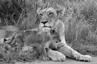 Tiere_(11_von_22).jpg