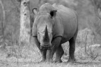 Tiere_(21_von_22).jpg
