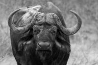 Tiere_(22_von_22).jpg