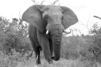 Tiere_(9_von_22).jpg