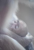 Dateiname=Affenbaby_1.JPG
Dateigröße=309KB
Abmessungen: 680x1021
hinzugefügt am: 03. November 2011 Affenbaby_1.JPG