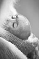 Dateiname=Affenbaby_2.jpg
Dateigröße=420KB
Abmessungen: 680x1021
hinzugefügt am: 03. November 2011 Affenbaby_2.jpg