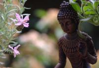 Dateiname=Buddha.jpg
Dateigröße=151KB
Abmessungen: 1023x713
hinzugefügt am: 11. Juni 2009 Buddha.jpg