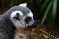 Katta_Zoo_Duisburg.JPG