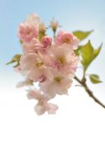 Dateiname=Kirschbluete_1.jpg
Dateigröße=329KB
Abmessungen: 949x1265
hinzugefügt am: 01. April 2012 Kirschbluete_1.jpg