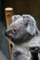 Koala_Zoo_Duisburg.JPG