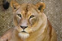 Löwin_Zoo_Duisburg.JPG