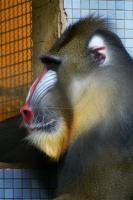 Mandrill_Zoo_Duisburg.JPG