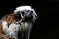 Mozartaffe_Zoo_Duisburg.JPG