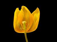 Tulpe.jpg