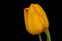 Tulpe_1.jpg