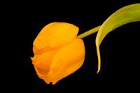 Tulpe_2.JPG