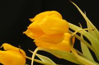 Tulpe_4.JPG