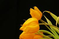Tulpe_5.JPG