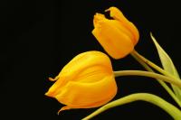 Tulpe_6.JPG