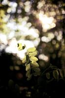 IMG_8975.jpg