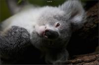 koala_original.jpg