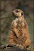 111IMG_808100001.jpg