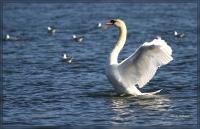 Ruhr1Schwan_neu100001.jpg