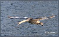 RuhrSchwan_400001.jpg