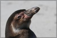 TierparkPinguin_Kopf_100001.jpg