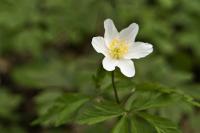 co__DSC6601.jpg