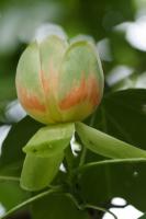 comp__DSC0338.jpg