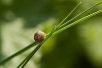Dateiname=comp_schnecke.jpg
Dateigröße=291KB
Abmessungen: 1024x683
hinzugefügt am: 24. April 2011 comp_schnecke.jpg