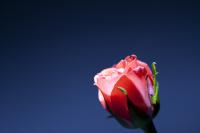 rose1001.jpg