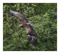 Dateiname=Adlerflug.jpg
Dateigröße=155KB
Abmessungen: 923x843
hinzugefügt am: 02. September 2010 Adlerflug.jpg