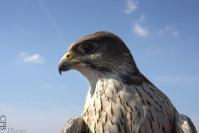 Dateiname=Falke-klein.jpg
Dateigröße=80KB
Abmessungen: 938x624
hinzugefügt am: 03. April 2011 Falke-klein.jpg