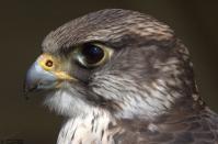 Gerfalke-klein.jpg