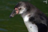 Dateiname=Pinguin_vor_gruenem_Wasser-klein.jpg
Dateigröße=81KB
Abmessungen: 808x538
hinzugefügt am: 25. April 2011 Pinguin_vor_gruenem_Wasser-klein.jpg