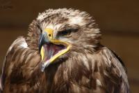 Dateiname=Steppenadler-klein.JPG
Dateigröße=132KB
Abmessungen: 972x648
hinzugefügt am: 18. April 2011 Steppenadler-klein.JPG