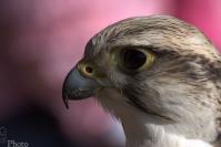 Dateiname=Wanderfalke-klein.jpg
Dateigröße=92KB
Abmessungen: 938x624
hinzugefügt am: 03. April 2011 Wanderfalke-klein.jpg