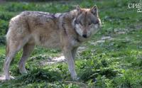 Dateiname=Wolfi1-klein.jpg
Dateigröße=156KB
Abmessungen: 858x534
hinzugefügt am: 25. April 2011 Wolfi1-klein.jpg