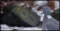 IMG_5366-Kopie1.jpg