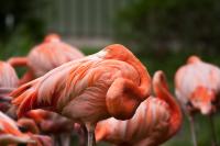 flamingo.jpg