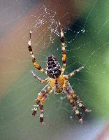 Dateiname=Spinne.gif
Dateigröße=273KB
Abmessungen: 600x767
hinzugefügt am: 06. Mai 2012 Spinne.gif