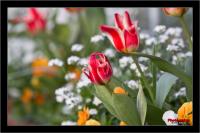tulpen.jpg