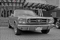 Mustang_76.jpg
