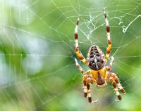 Dateiname=Spinne_rechts.jpg
Dateigröße=344KB
Abmessungen: 1024x809
hinzugefügt am: 22. August 2010 Spinne_rechts.jpg