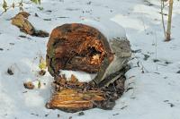 Winterstimmung_28129.jpg