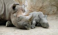 Zoo_Krefeld_(2).jpg